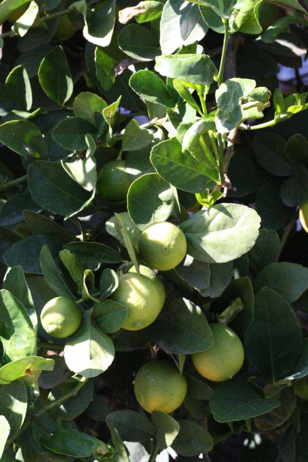              Sun leaves with immature fruit (Riverside,   CA)       